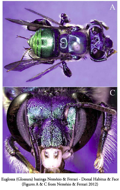 Euglossa bazinga Nemésio & Ferrari 2012 Orchid bee