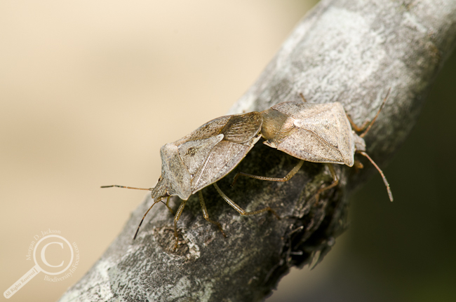 Euschistus servus stink bugs (Pentatomidae) mating