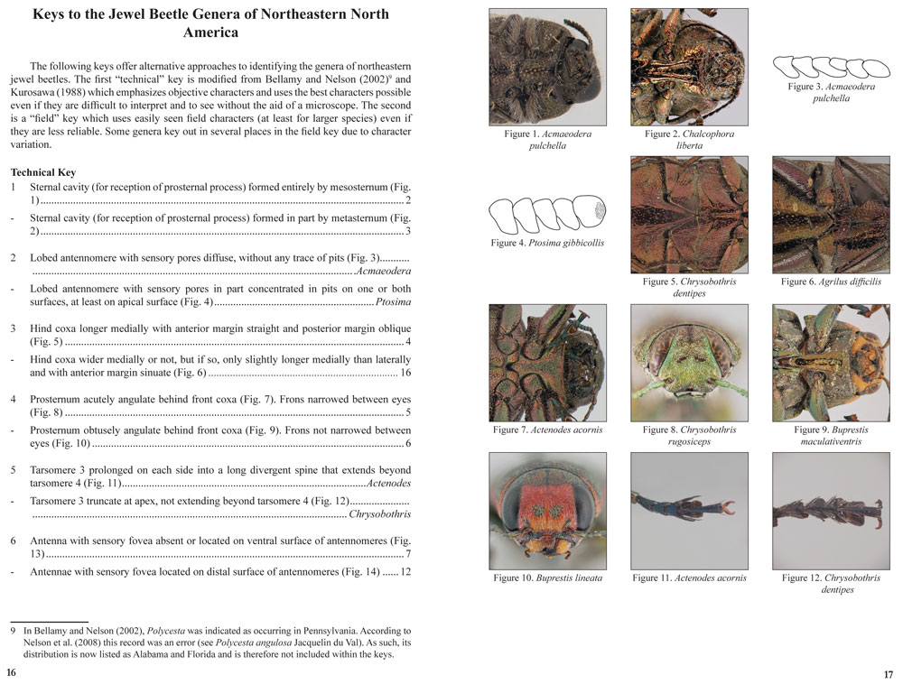 Example page from Generic Identification Key for Jewel Beetles