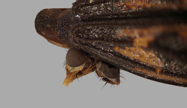 Sarcophagidae flesh flies emerging from the abdomen of a Buprestis consularis beetle