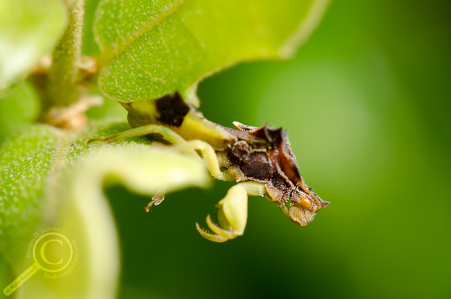 Phymatidae ambush bug waiting for dinner