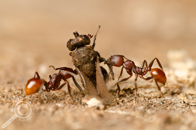 Ants carrying dead wasp