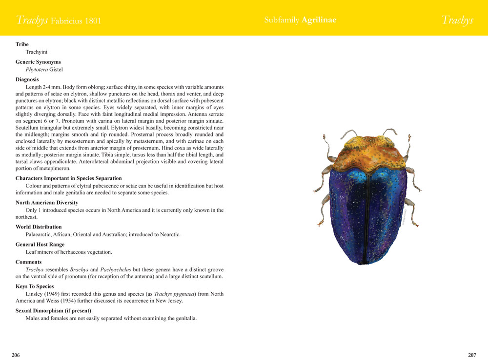 Trachys generic spread from Field Guide to Jewel Beetles