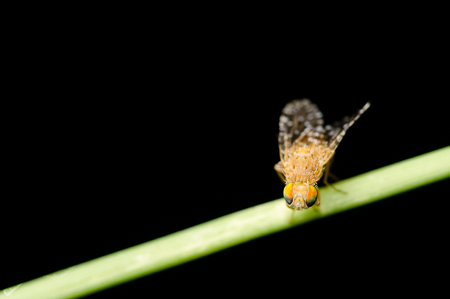 Euaresta festiva fruit fly (Tephritidae)