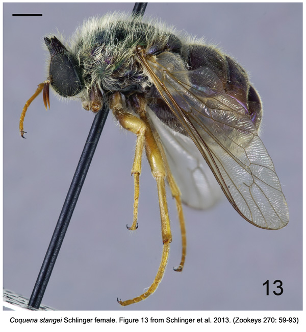 Coquena stangei female, Acroceridae, Diptera