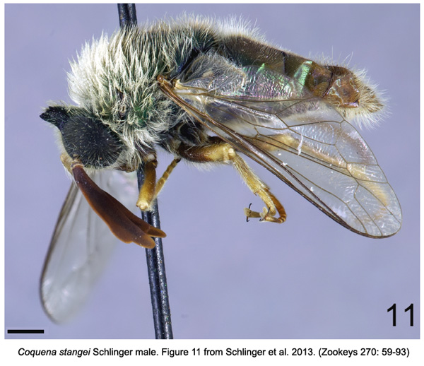 Coquena stangei male, Acroceridae, Diptera