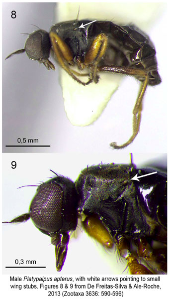 Platypalpus apterus Diptera Hybotidae