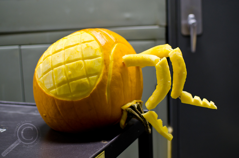 Antennapedia in the light -- Ent-O-Lantern 2013