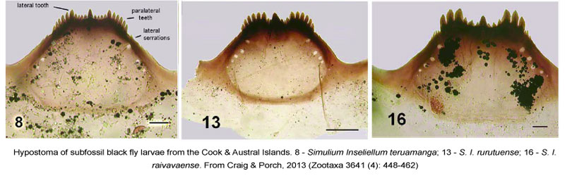 Cook-Islands-Simulium-Hypostoma