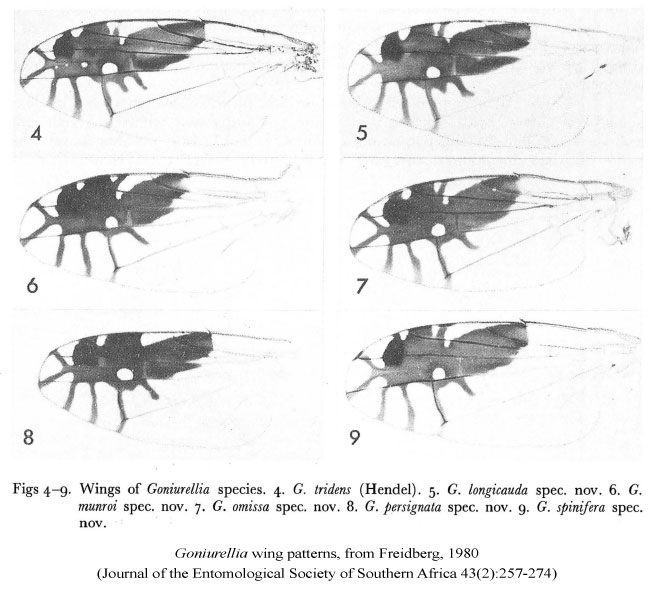 Goniurellia wings Freidberg 1980