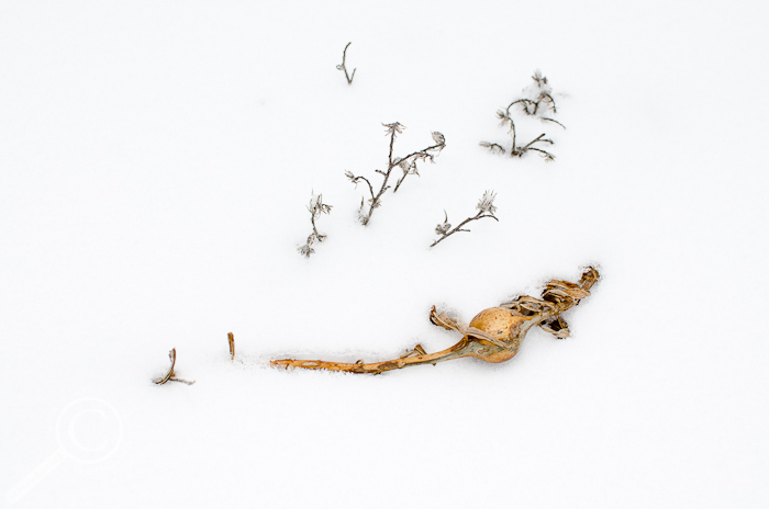 This Goldenrod Gall Fly, while warm(er), will likely produce fewer offspring when it emerges (assuming it's a female).