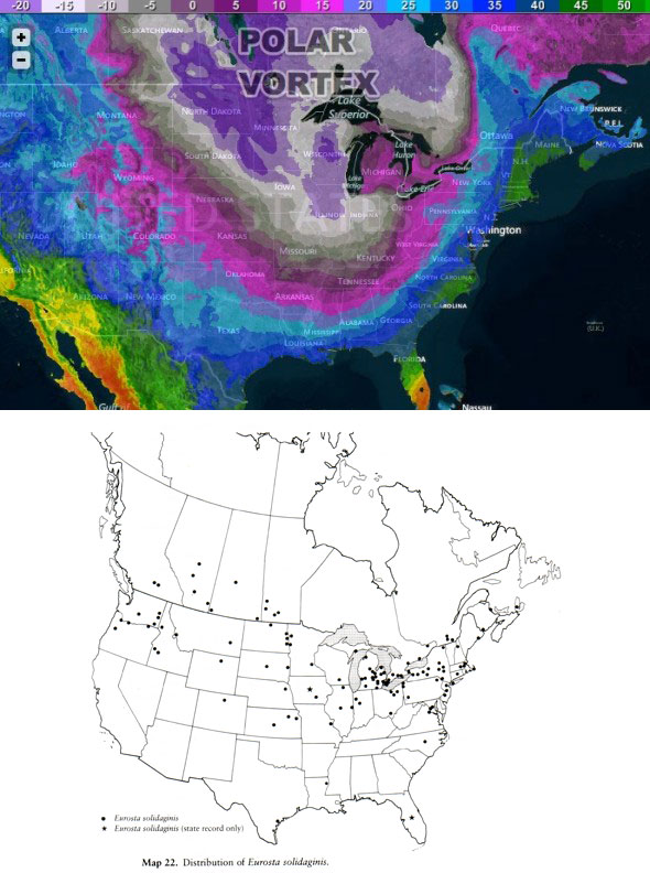 Polar Vortex vs. Goldenrod Gall Fly. Polar Vortex map courtesy of RightWeather.com, Eurosta solidaginis range map from Foote et al. 1993