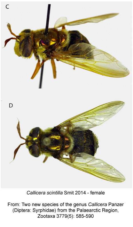 Callicera-scintilla