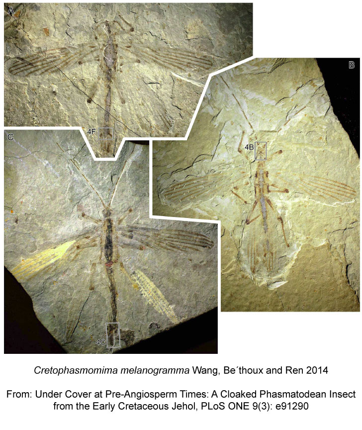 Cretophasmomima-melanogramma