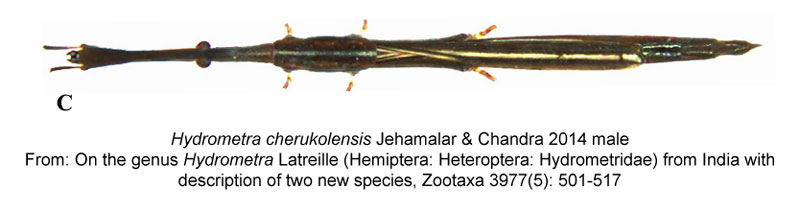 Hydrometra-cherukolensis