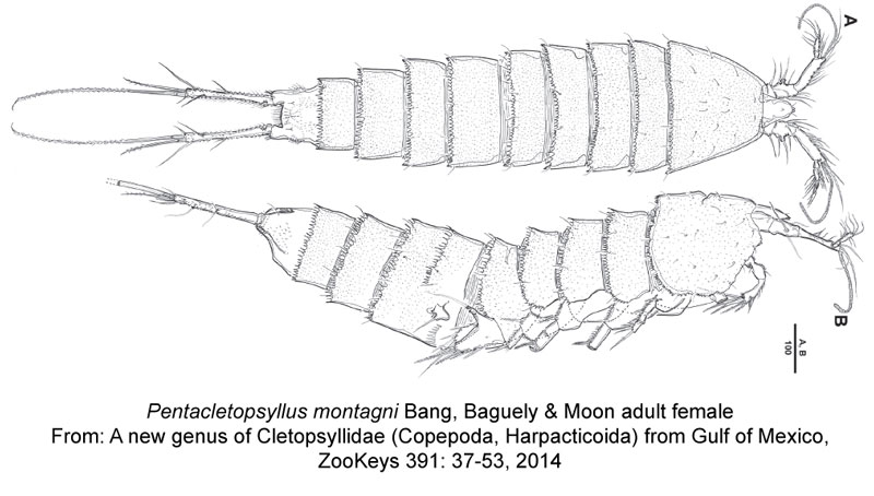 Pentacletopsyllus-montagni