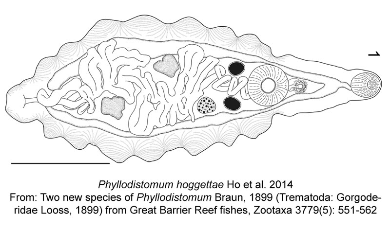 Phyllodistomum-hoggettae