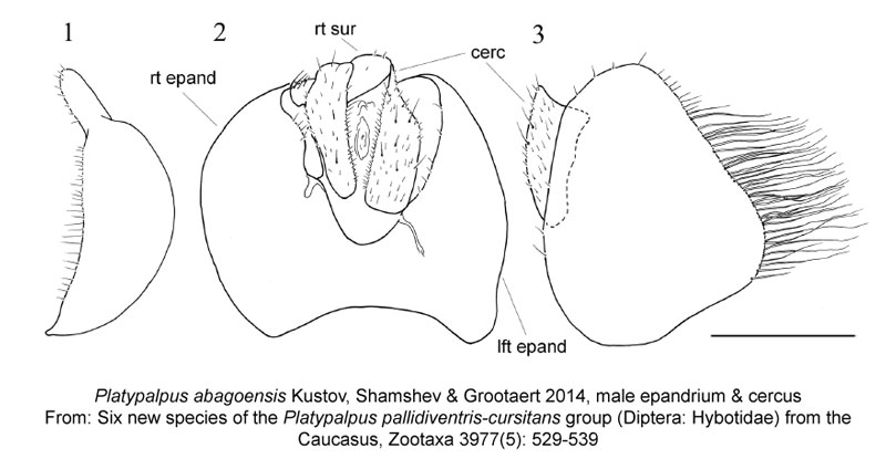 Platypalpus-abagoensis