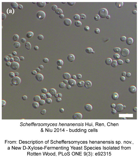Scheffersomyces-henanensis