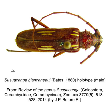 Susuacanga-blancaneaui