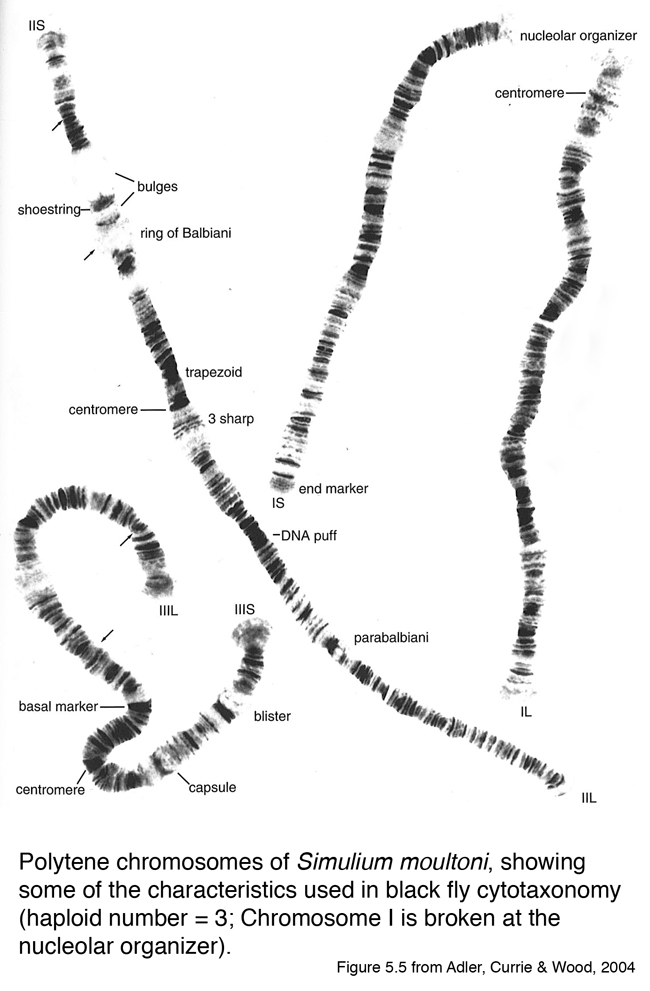 Black-fly-cytology-diagram