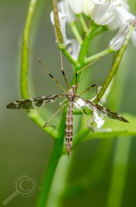Crane fly hanging out among the flowers.