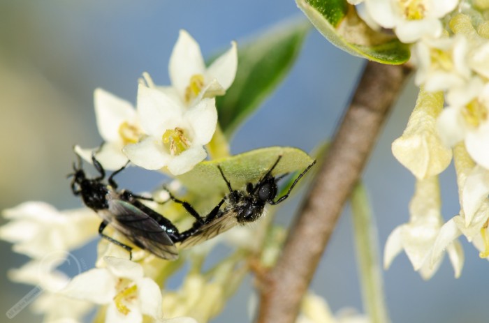 March flies (Bibionidae) pollinating both flowers and each other.