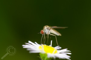 Geron sp. (Bombyliidae)