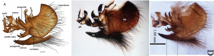 Can you tell which specimen comes from where? Left, from Thailand (assumably collected with carrion bait)(Sukontason et al., 2014); Centre, from Thailand, aural myiasis in child (Chaiwong et al., 2014); Right, male reared from scorpion (Shi et al., 2015).