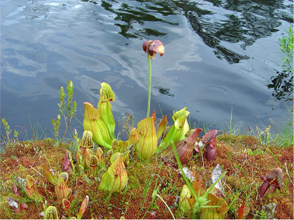 Northern Pitcher Plant Northern Pitcher Plant